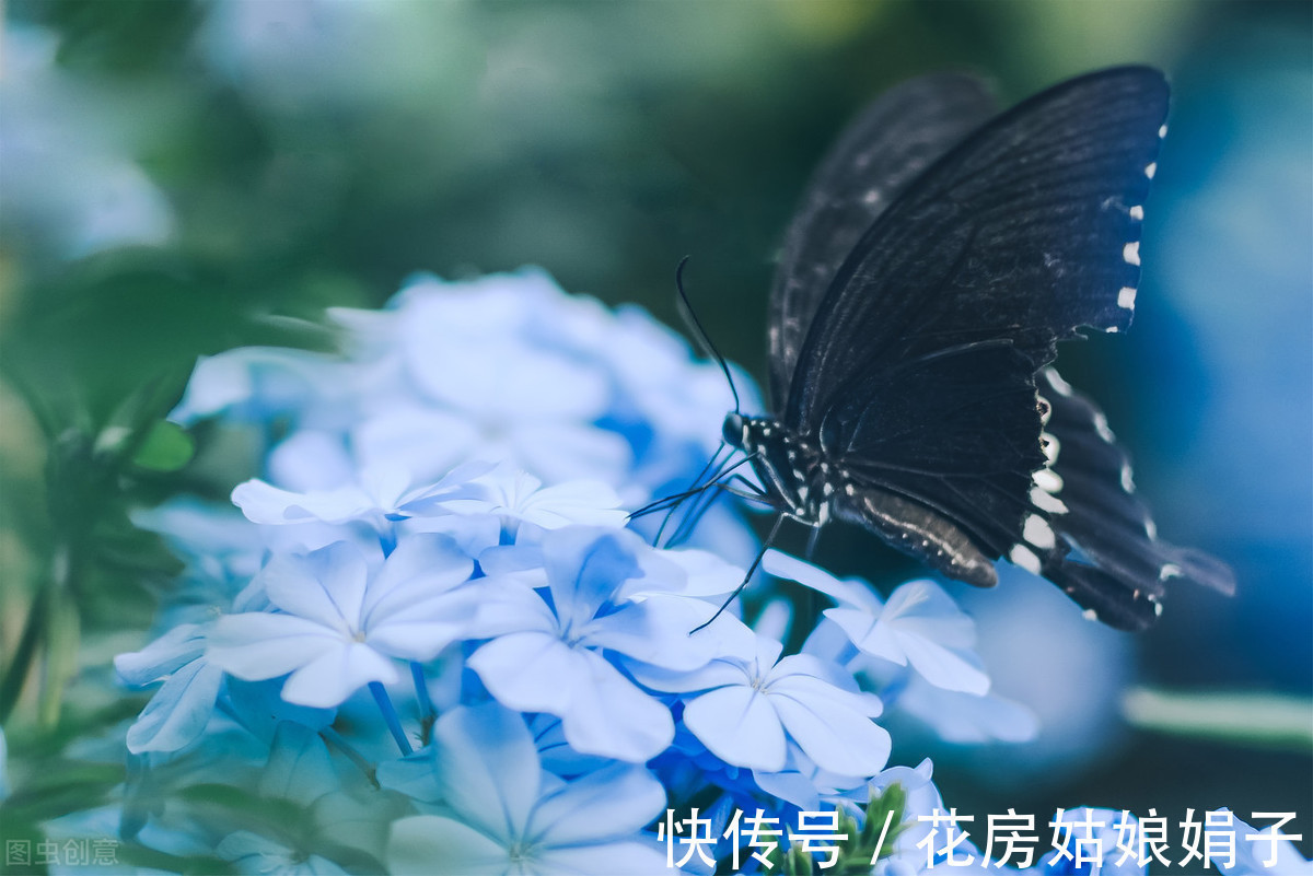 夏天到了,很多花卉准备睡觉了,这4种花却越活越精神,花开满盆