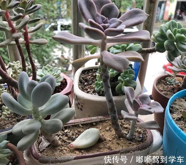 多肉植物上盆后老叶子萎蔫,是2个原因导致的,解决不难!