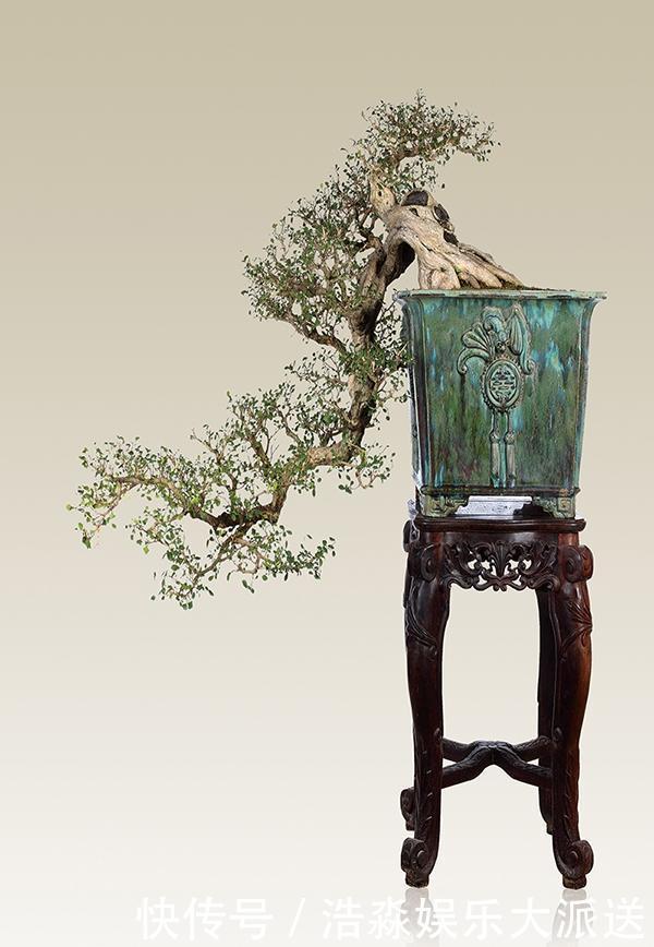 种植|九里香“花香味”十足，养成盆景更具观赏性，这有养护技巧！