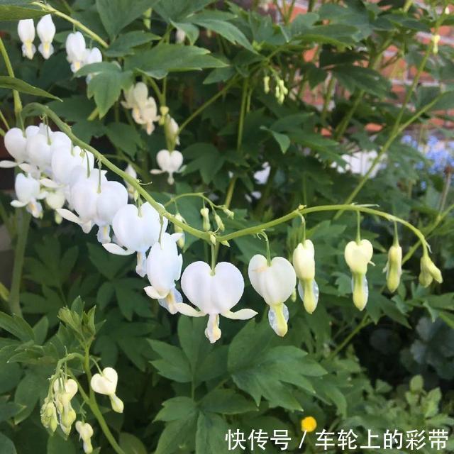 吊兰长满小金鱼,养上5年,越养越上瘾!