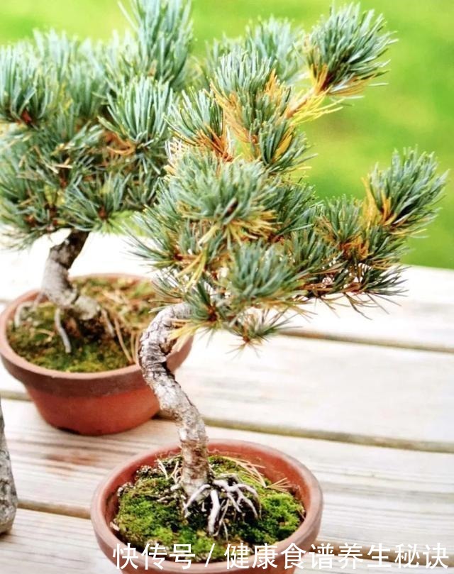 “岩石与树枝”一步步完美契合,叹服附石盆景的魅力无人能挡!