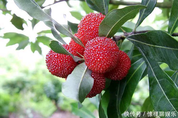 女性养生不妨常吃3种食物,排毒清肠,降压减脂,预防血管疾病!