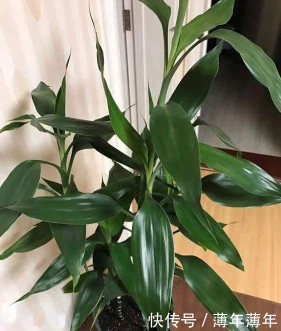 这三种花,好看好养,又旺财旺运,家里放多少盆都不嫌多!