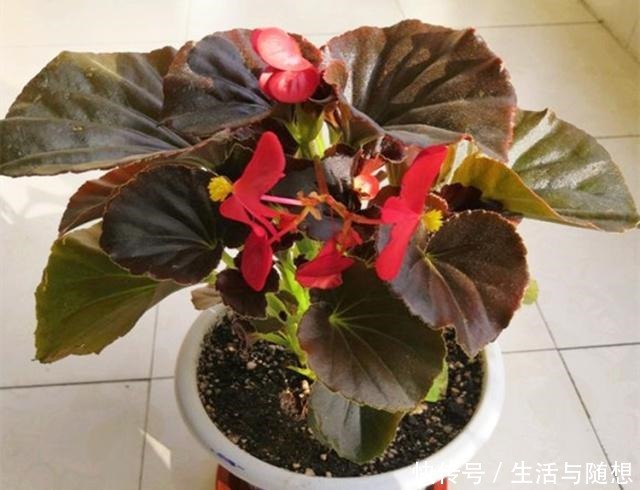 四季海棠“养不够”，不用买，剪根“枝条”长1盆，教你如何操作！