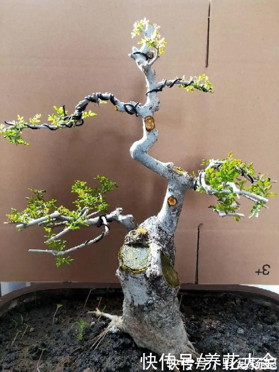 柴烧|农村当柴烧的花,原来可以当盆景,给一千块也不卖