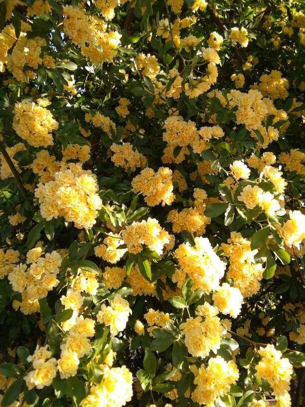 邻居种的风车茉莉,直接长到我家来,天天赏花特开心