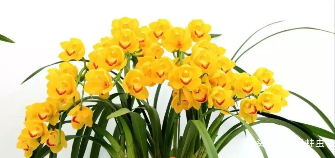 一棵品相绝佳，年年开花的好兰花，根系一定又白又壮