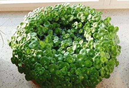 想让铜钱草“爆盆”,学会“小窍门”,一个月疯长爆盆,叶大又圆