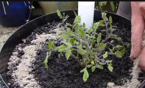 磷酸二氢钾“使用方法”!怎么用什么时候用,有不少注意事项!