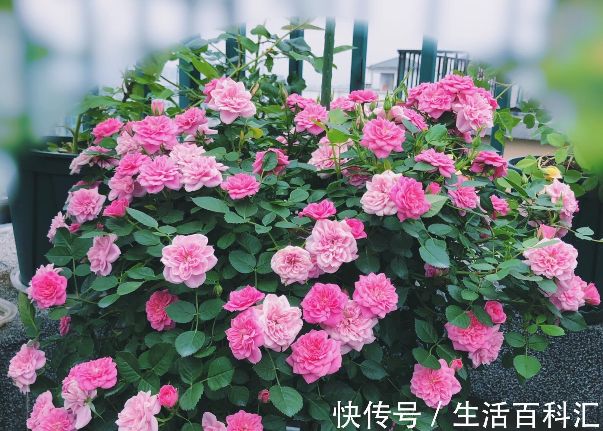 多季|微型月季花“心上人”,一树多色花,多季重复开,漂亮又好养!