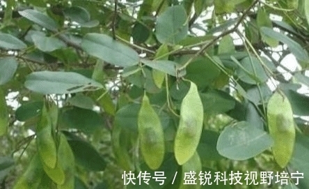烧钱|农村一直把当柴烧的一种树, 竞比紫檀还珍贵, 网友: “如同烧钱”