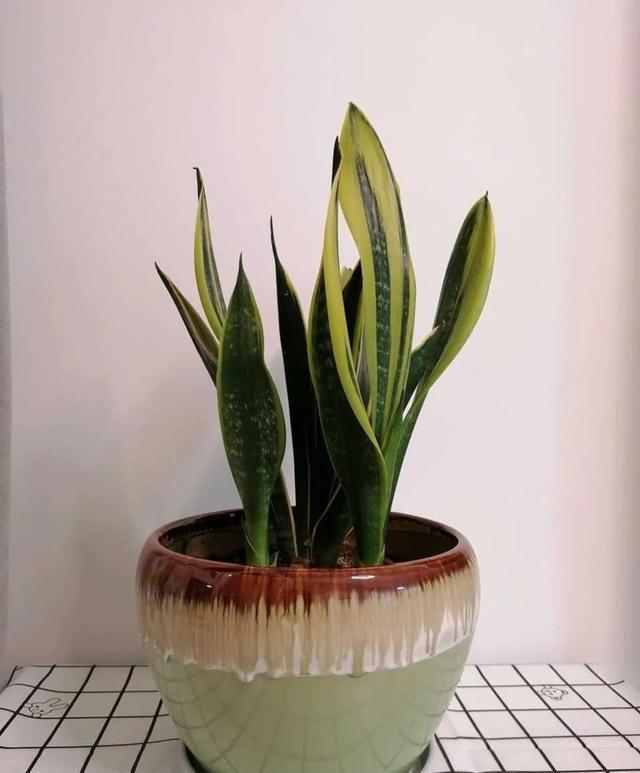 上班族更喜欢的三种懒人花，秋冬季节更好打理，开花还漂亮