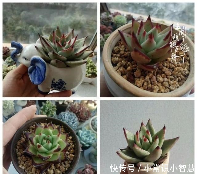 欧紫|我是多肉飘窗党，我来晚了！我是多肉飘窗党，我来晚了！