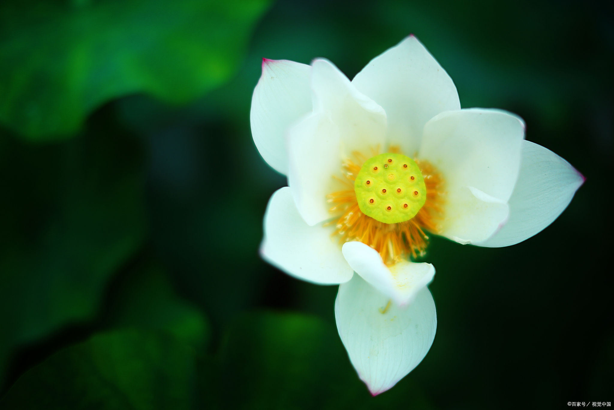 蝉鸣蛙|30首诗词，含有淡淡的荷花香味，令人品读之后神清气爽，快来试试