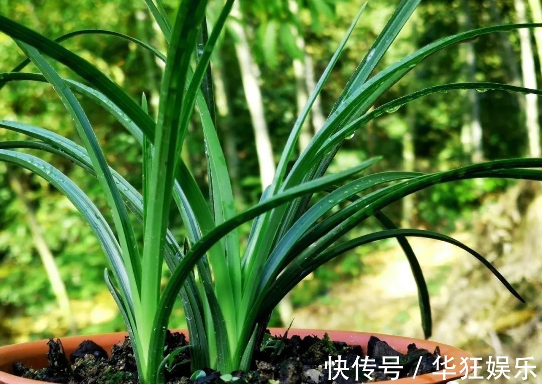 炭疽病|养兰花,比软腐病威胁更大的,是容易治好的炭疽病