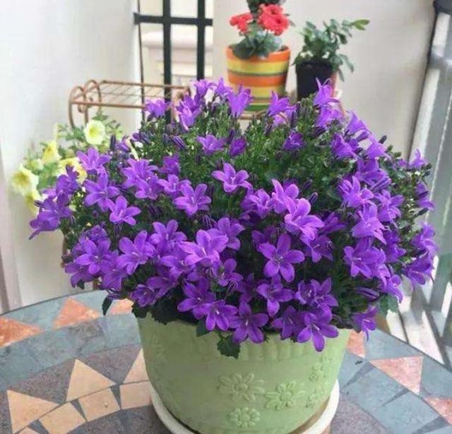 分享|小齐养花总结出的“6大点”,今天分享出来,学会什么花都能养!