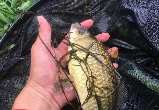 打窝时多一个步骤，大板鲫“排队”进窝，老钓友都在用！