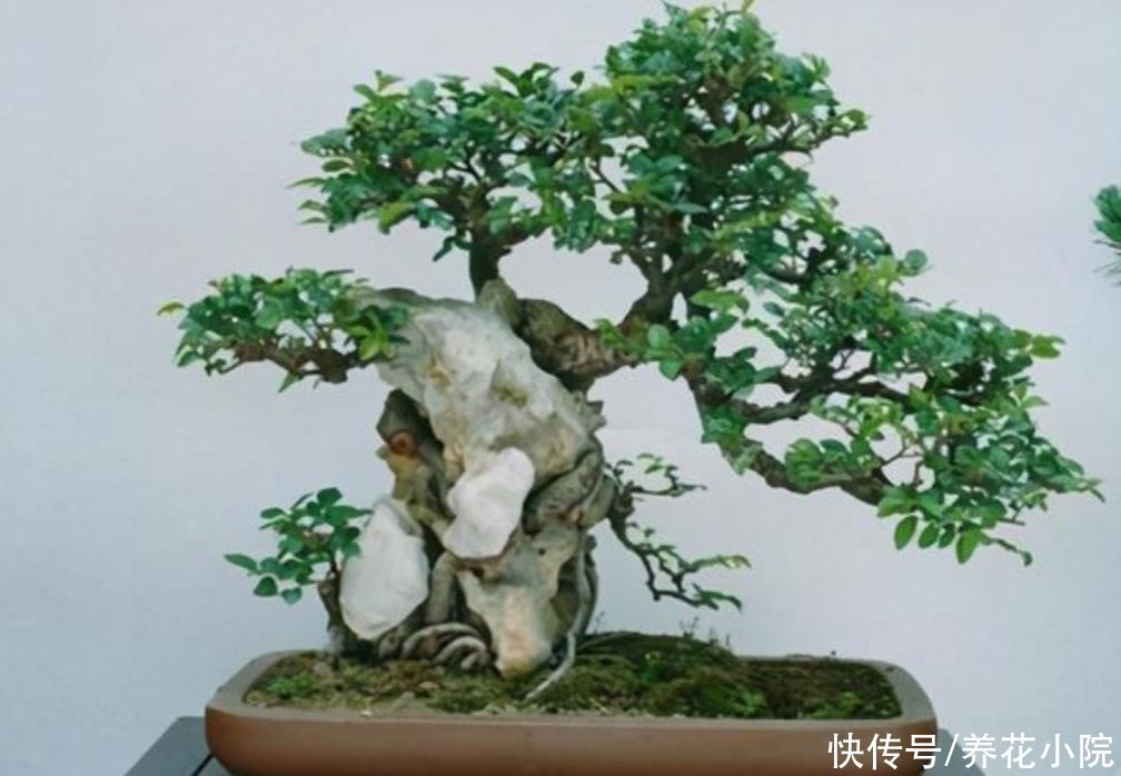 苍劲|农村随处可见的2种植物，拿来做盆景，苍劲古朴，观赏性强