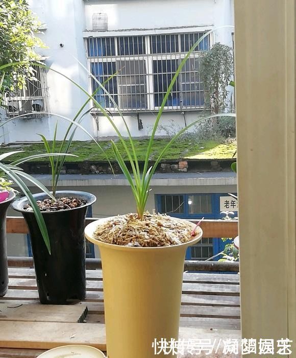 盆景|养兰花,花盆要选对,用“高脚盆”,钻几个洞,养兰花最合适