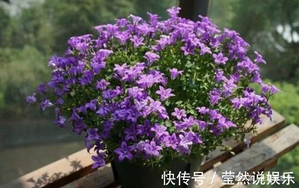 桔梗科|初夏盆栽爆盆必选，只开花没有叶，几个方法特好用，花期能延长！