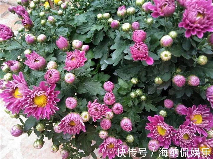 枝条|急性子养的6种花，长的快、爆花多，1盆能开大半年！