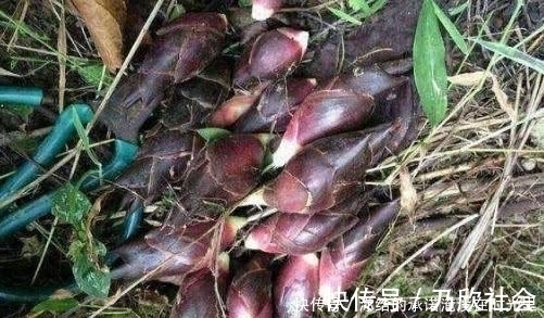野菜|山上看到这“山珍”,不要错过了,它在市面上可是能卖到15一斤