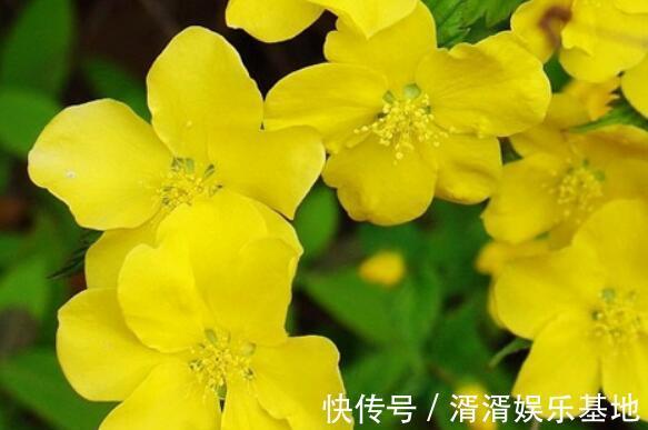 花语|家中养盆“迎春花”花语相爱到永远，开花90天，美家首选
