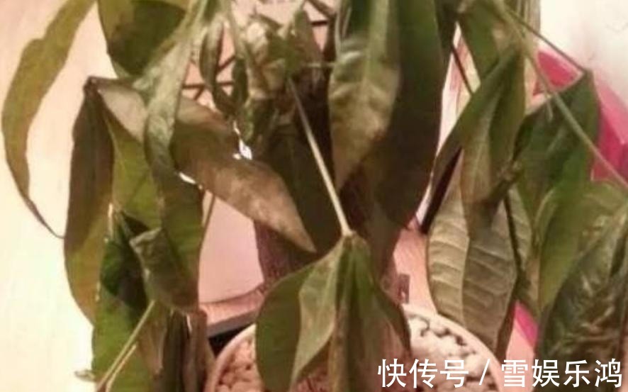 4种“吉利花”,被水浇死了不要扔,简单处理又能长满盆