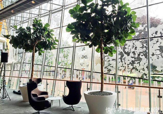 深受花友喜|这五种植物吸尘器,居家栽一盆,既能吸尘除污,又能净化空气