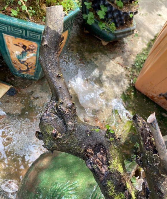 盆景价值高,遭人“疯挖”,山都挖空了,这种行为“真可耻”