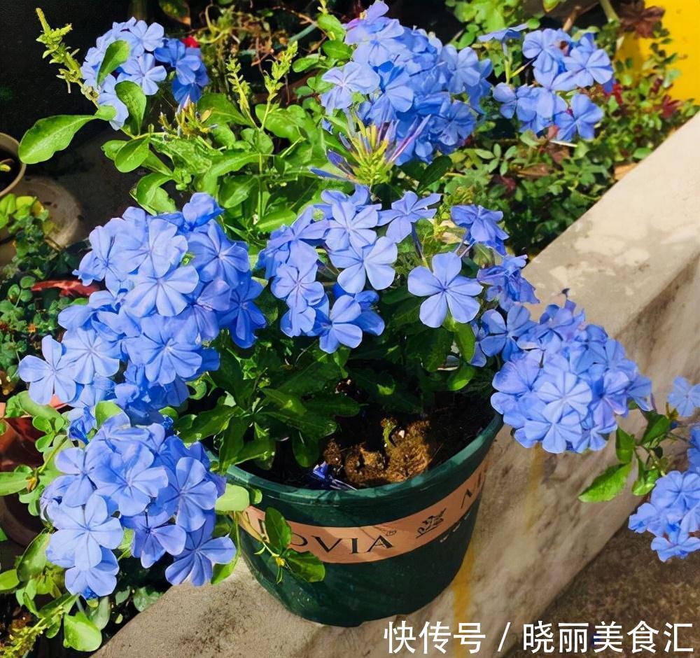 10种花“冷天”长得慢，“穷养”多晒更健壮，不然易烂根，难过冬