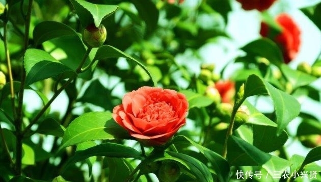 茶花这样养, 越冷长越好, 开春花满枝!