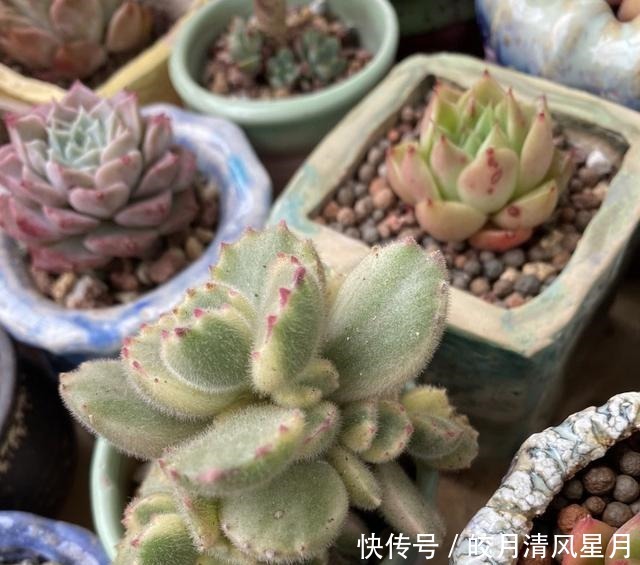 度夏|绿了也是心头肉,开始为度夏担忧!