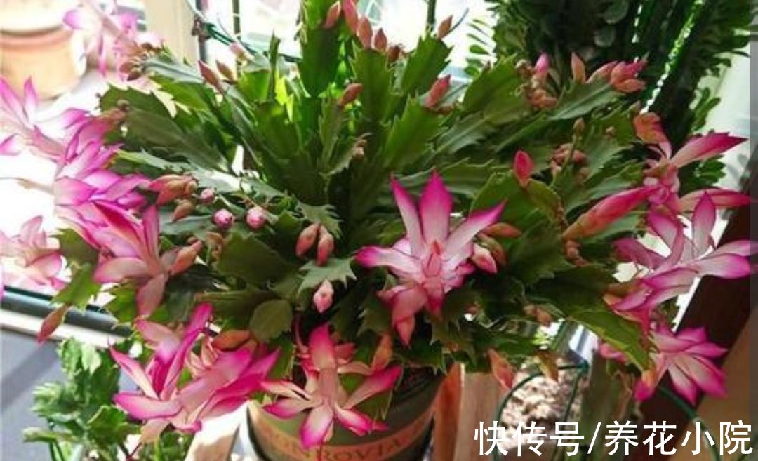 休眠|蟹爪兰有“2喜2怕”，做错了叶子软趴趴，不断掉花苞