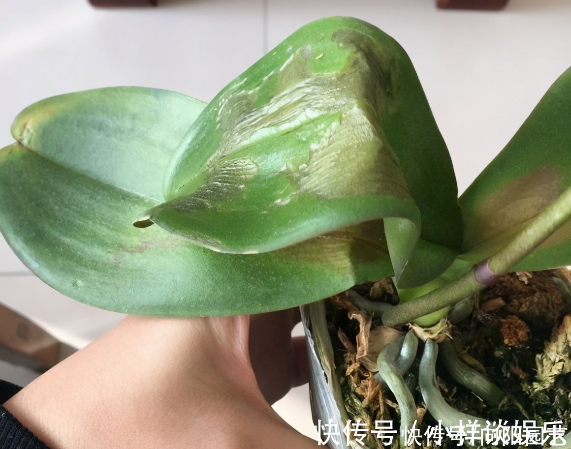 水苔|蝴蝶兰买回家，开完花以后，水苔换成植料，第二年还能接着开