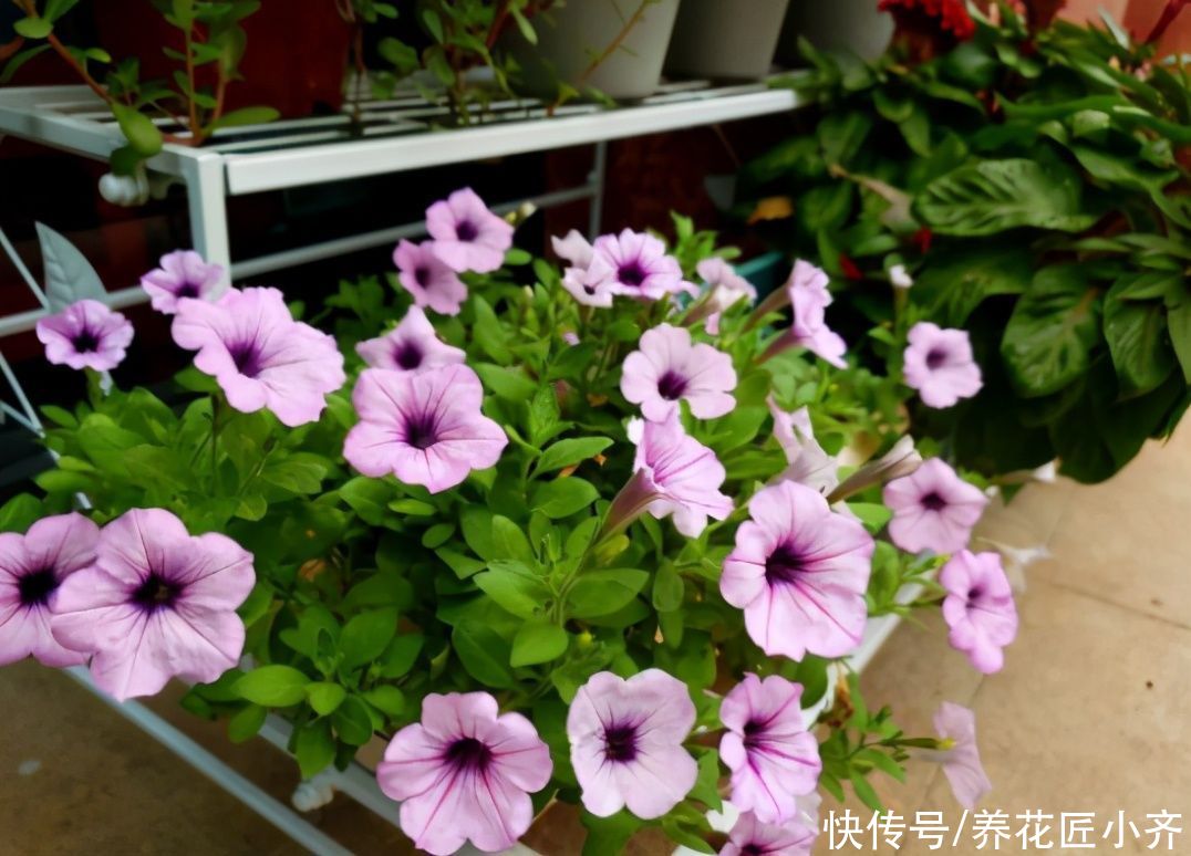 大神|总结养花“十大问题”，只要学会，你就是养花大神