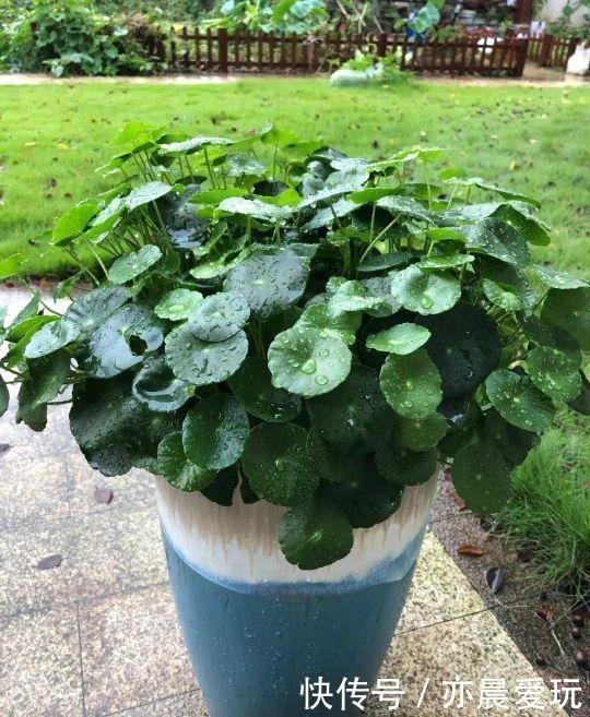 爆盆|铜钱草开花是“累赘”,发现就剪剪剪,叶子更圆更大,持续爆盆!