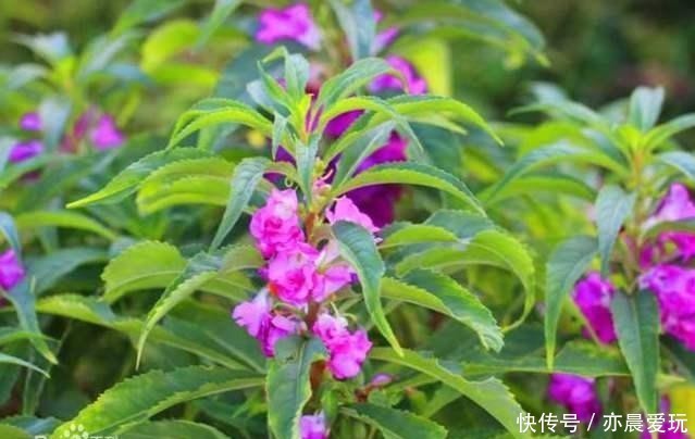  开花|漂亮的凤仙花有些毒性，冬季室内养殖做好五点，开花鲜艳还安心