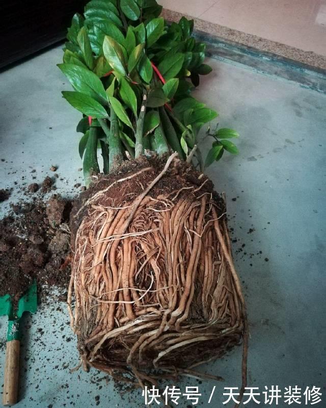 养花换盆,要“挑时机”,错过不再有,耽误一年开花季