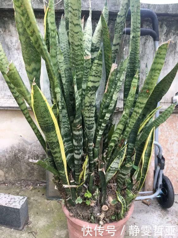 虎皮兰,红掌,吊兰养成老桩,变成大树,真壮观