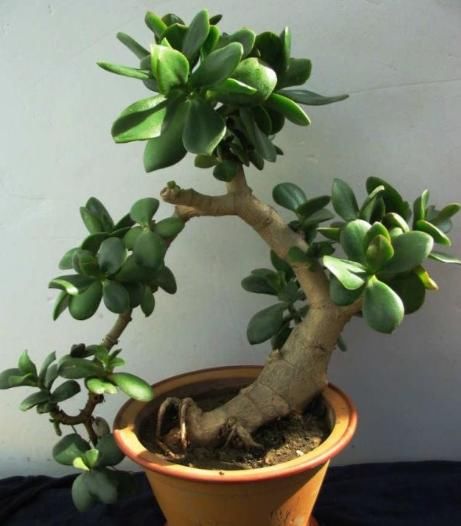 3种树最适合养成“老桩”,再用上“这方法”,还无需花钱就能养