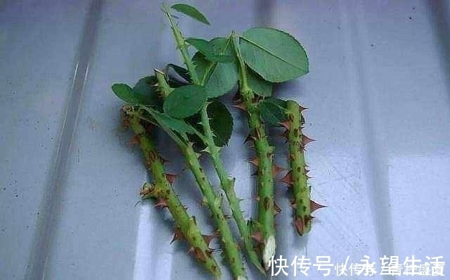 3种花很贵，买不起就不用买，扦插一根枝条，就能开花大半年！