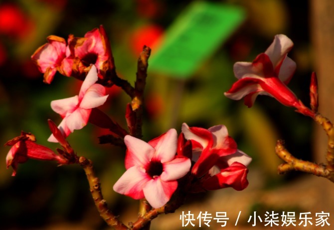 沙漠玫瑰沙漠玫瑰|居家养花,此几款夏季必养花,超级好养,分分钟养爆盆,花开绚丽