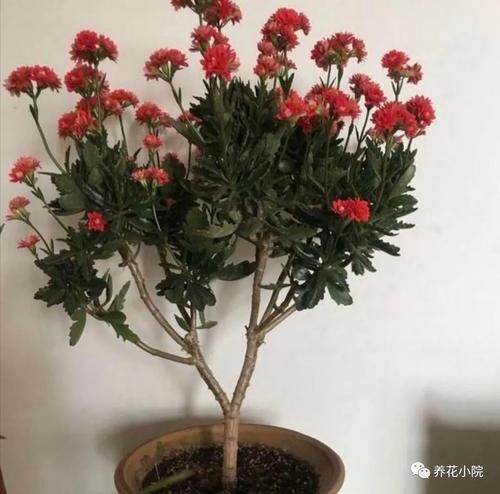 家里的长寿花，用1种方法，让它尽快长成老桩，开花多又美