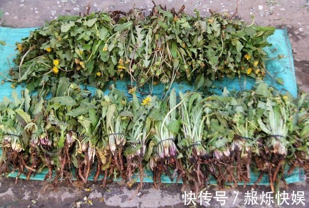 蒲公英|自己晒的蒲公英喝着放心老中医再次提醒,答案或和你想的不一样