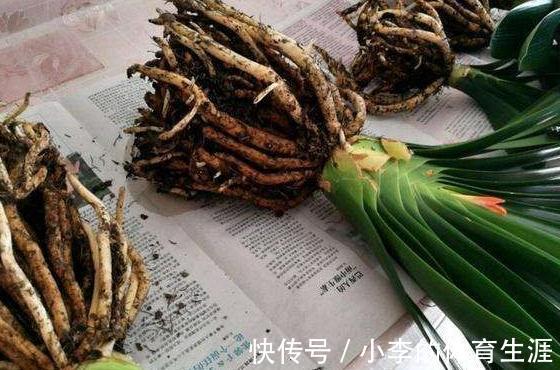 君子兰不见长,不开花,学2招小技巧,快速恢复生长开花旺