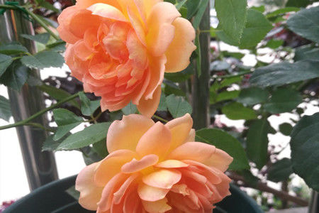 阳台|养花试试这几款，叶片四季常绿，轻松打造阳台小花园