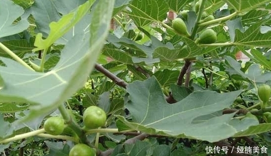 越烂越|今天真是长知识了,有些人还不明白,无花果竟然越烂越好吃!