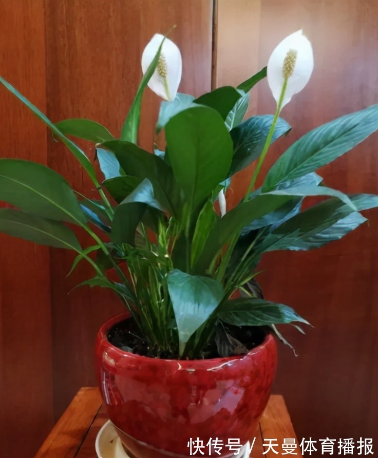 红掌|红掌、白掌太难养？这两种养护截然不同，不要当普通绿植去养