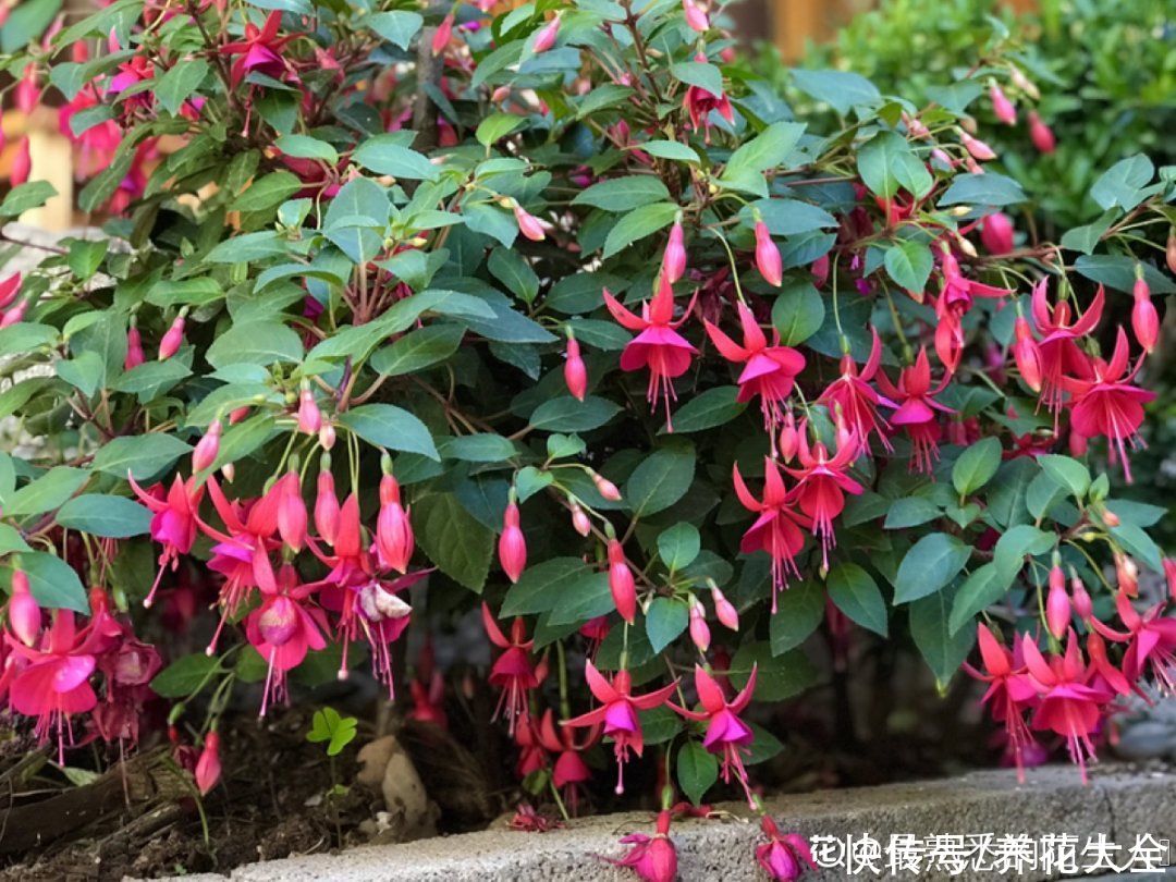 浇水|倒挂金钟长成一棵树，年年都开花，咋养的？